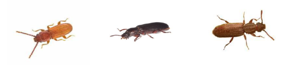 Torios Multi Stored Product Pest Trap