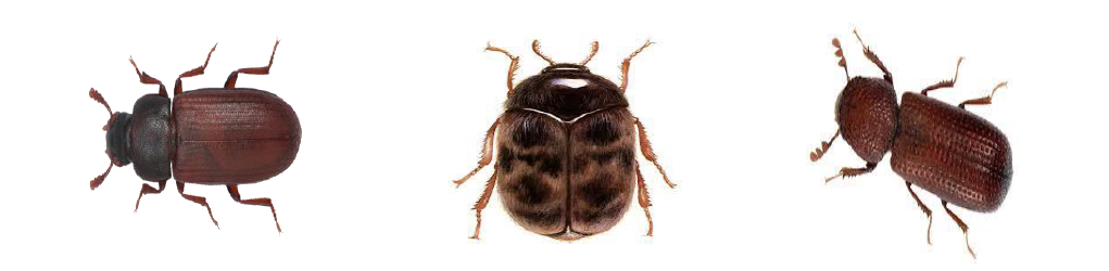 Torios Multi Stored Product Pest Trap