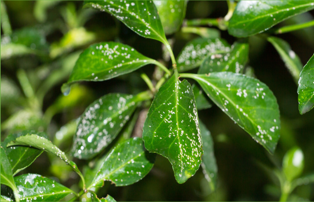Mealybugs